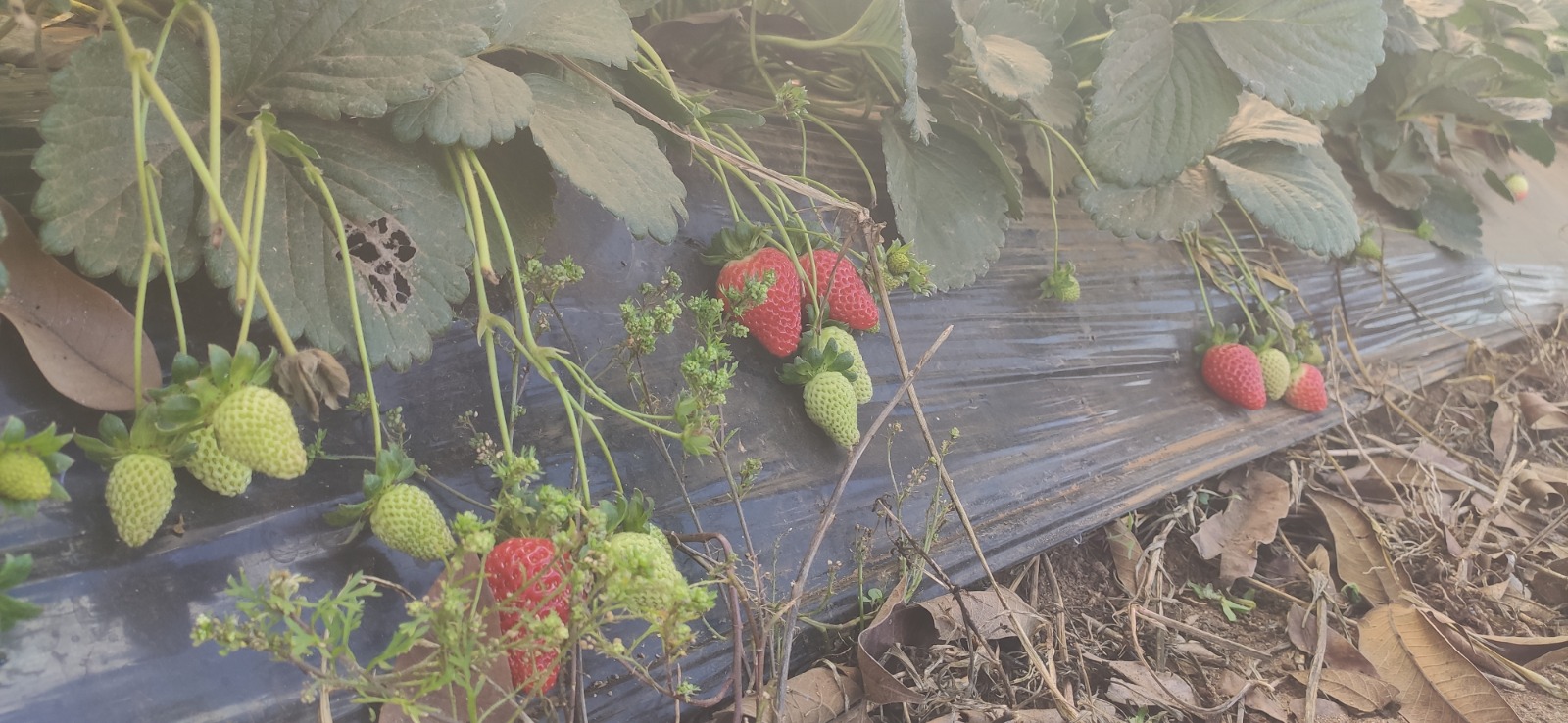 CAMINHO DA FÉ - 29 de março a 04 de abril / 2026 - Imagem 5